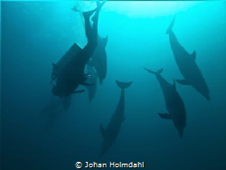 We went to dive the wreck of Hamata in the Red Sea. Inste... by Johan Holmdahl 